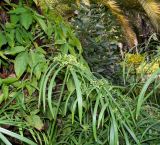 Cyperus involucratus
