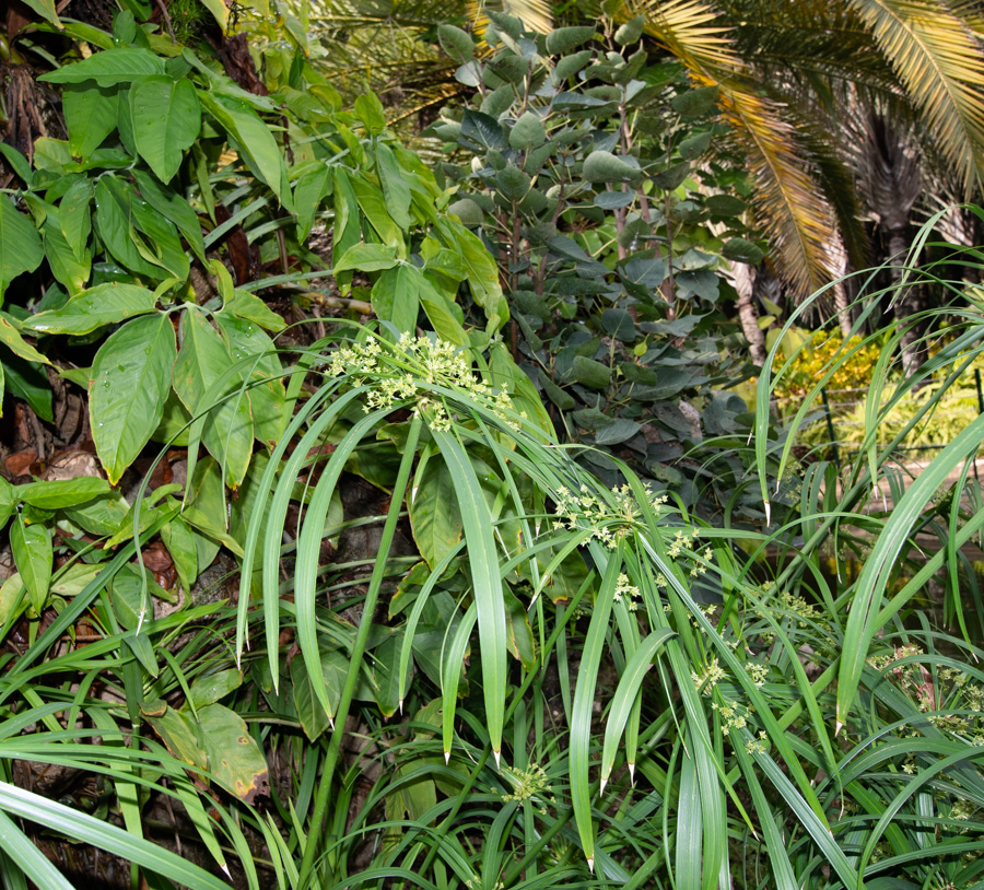 Изображение особи Cyperus involucratus.