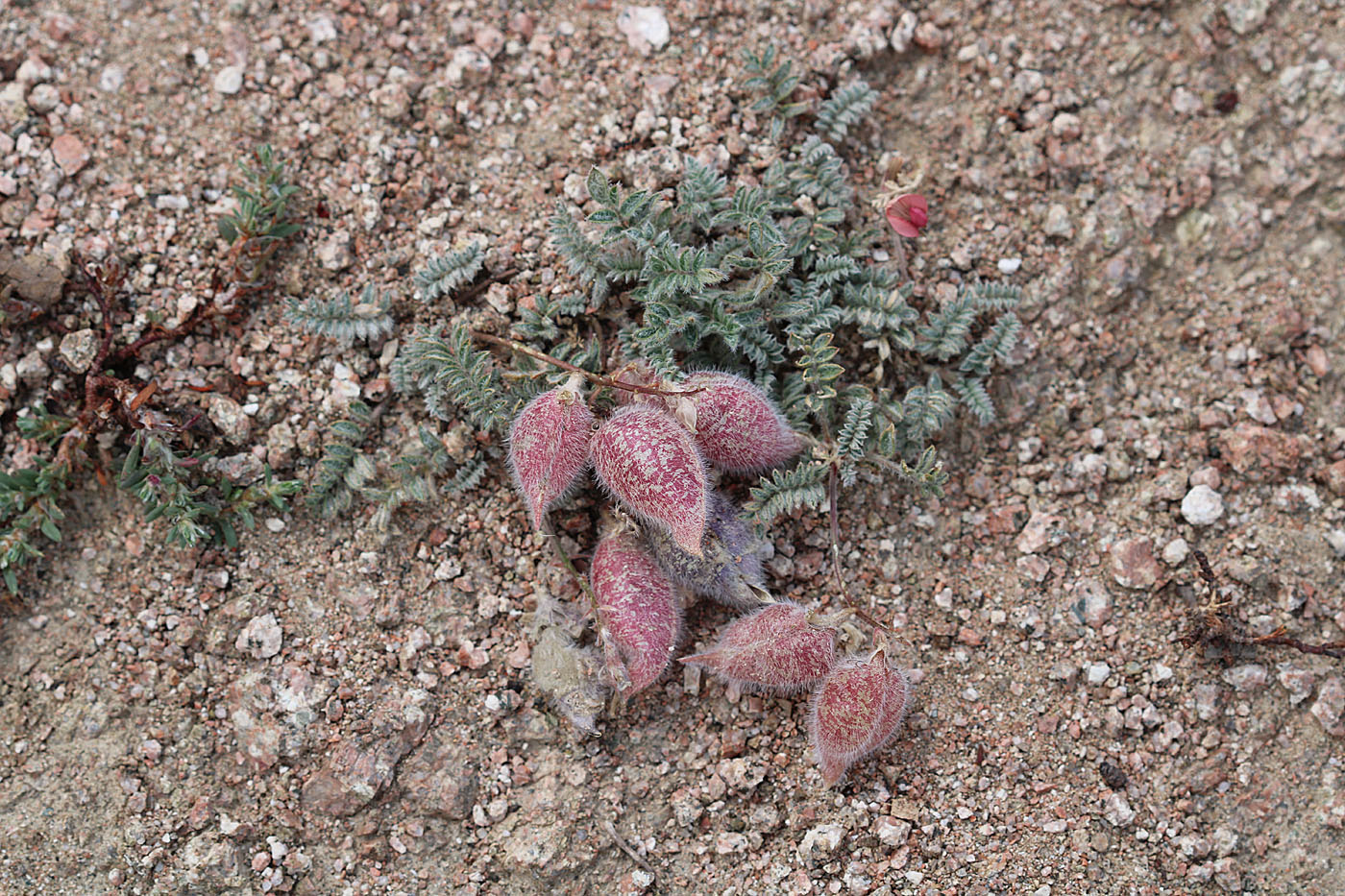 Image of Oxytropis submutica specimen.