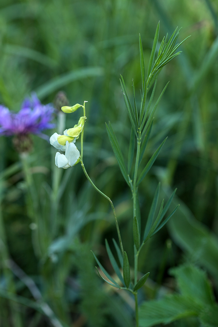 Image of Lathyrus pallescens specimen.