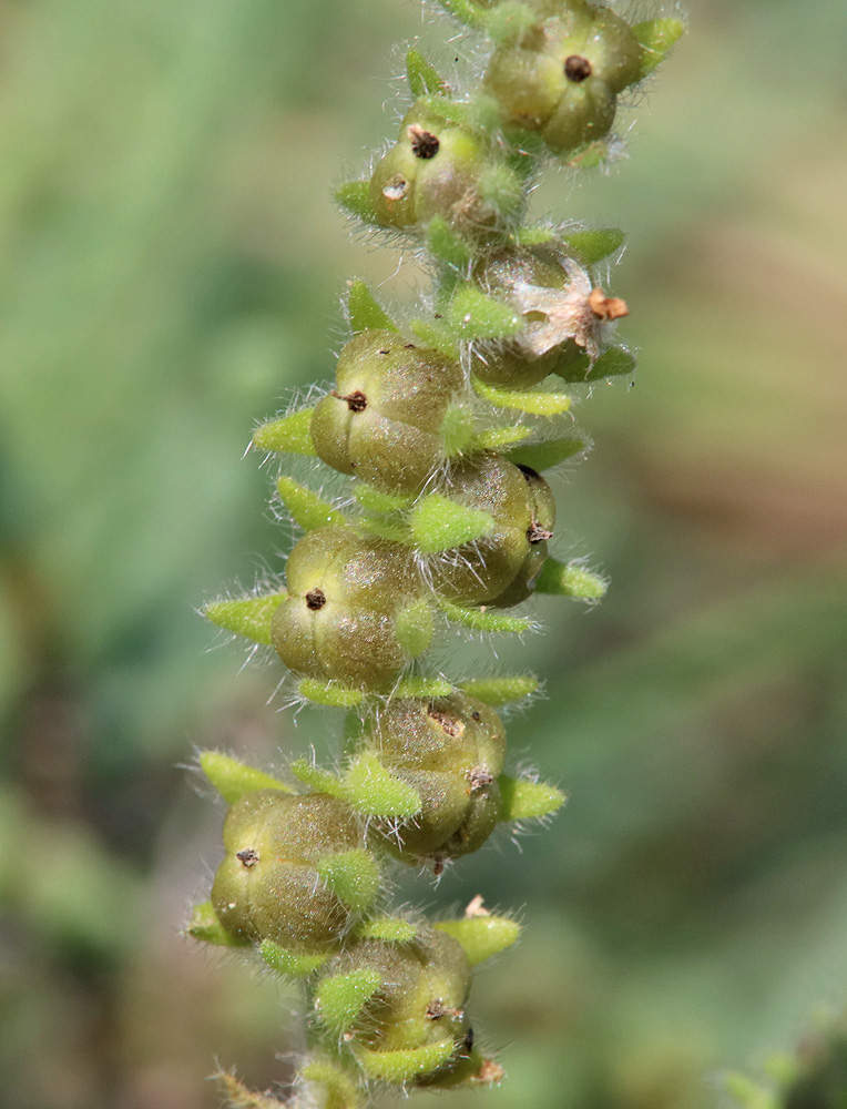 Image of Heliotropium europaeum specimen.