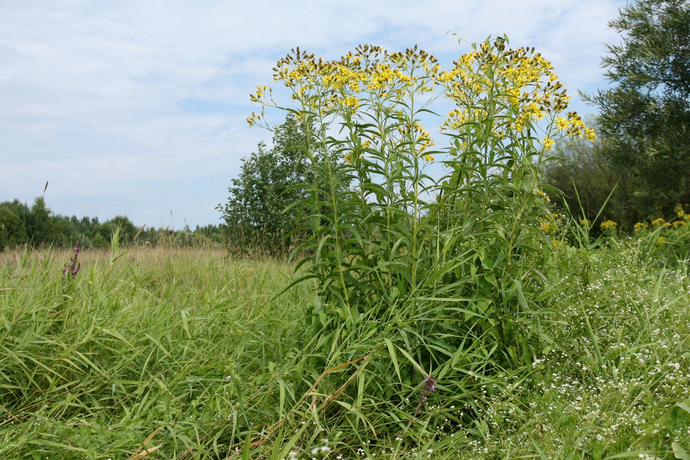 Image of Senecio paludosus specimen.