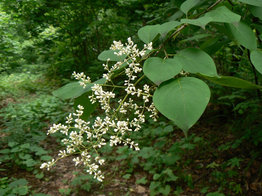 Изображение особи Syringa amurensis.