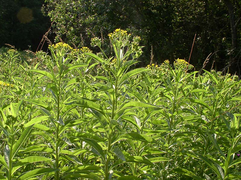 Изображение особи Senecio sarracenicus.