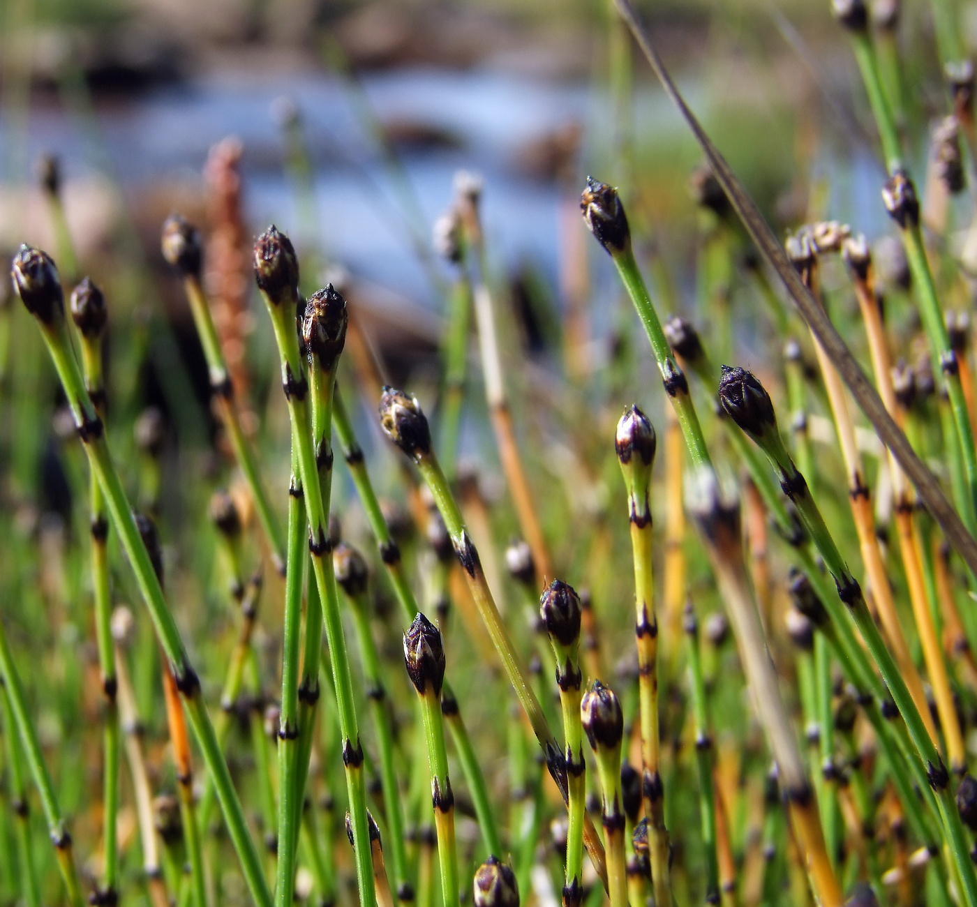 Изображение особи Equisetum variegatum.