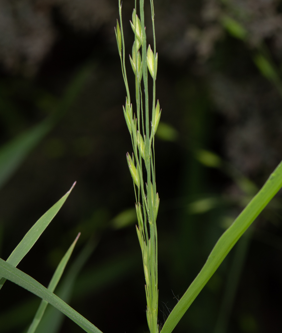 Изображение особи Chasmanthium latifolium.