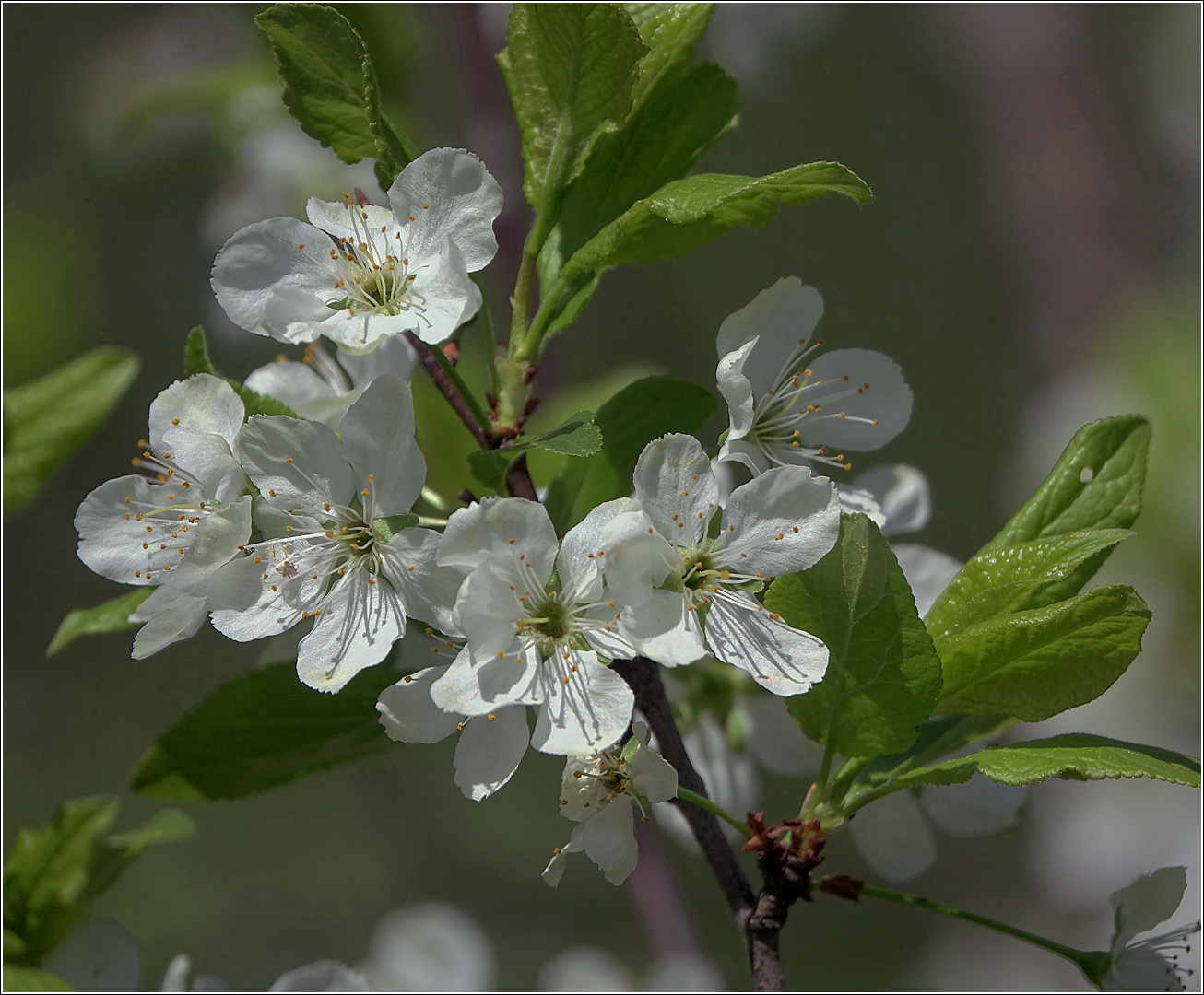 Изображение особи Prunus domestica.