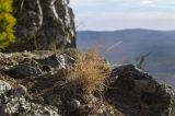 familia Poaceae. Отплодоносившее растение в осенней окраске в сообществе с Aizopsis hybrida (?). Республика Башкортостан, Белорецкий р-н, Абзаковский сельсовет, окр. Белорецка, вершина горы Курташ, каменистая почва. 6 ноября 2021 г.