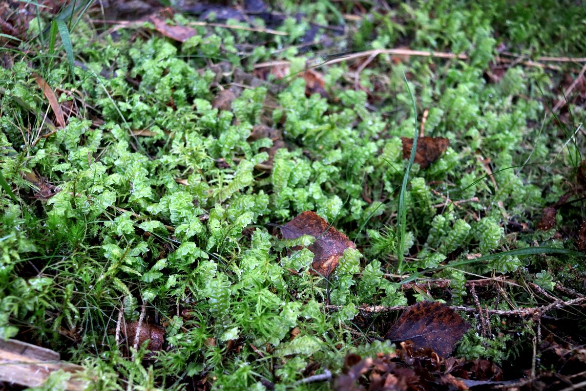 Изображение особи Plagiochila asplenioides.