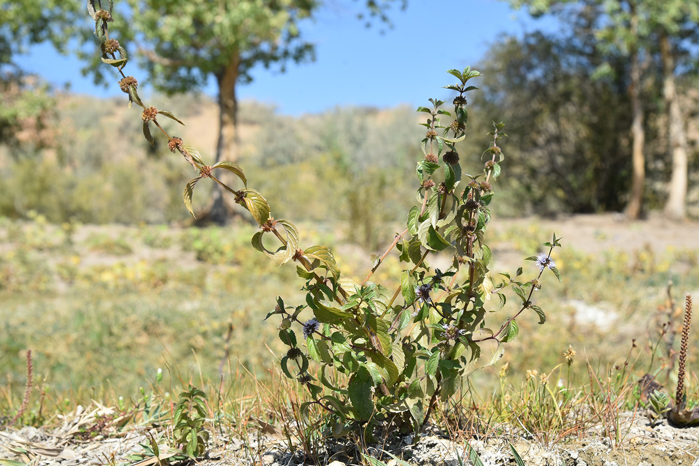 Image of Mentha arvensis specimen.