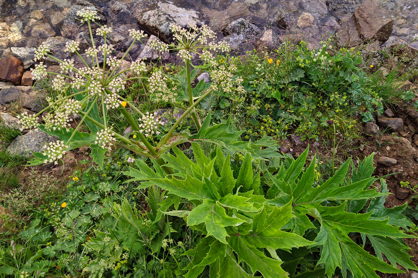 Изображение особи Heracleum freynianum.