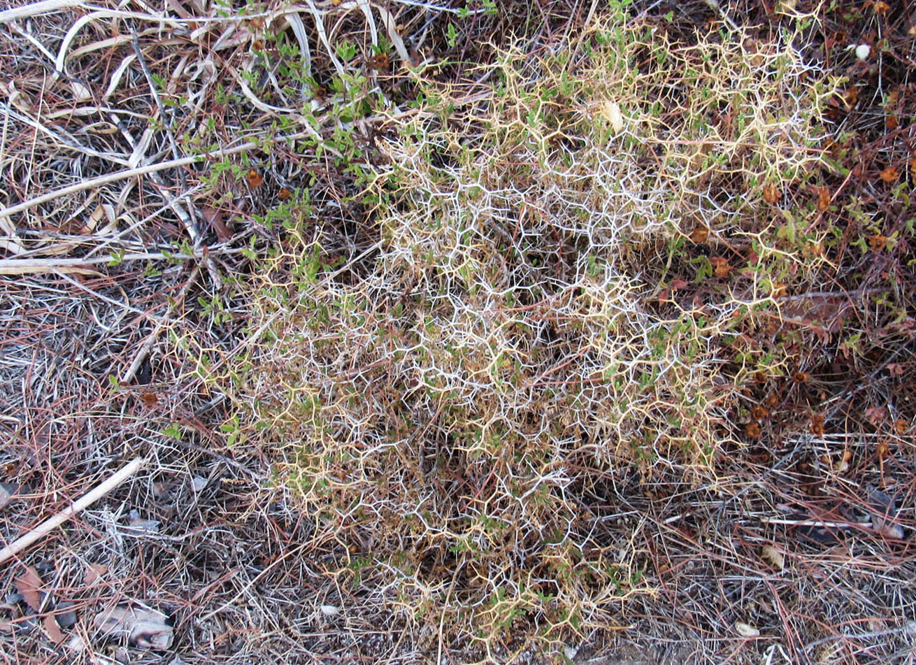 Image of Sarcopoterium spinosum specimen.