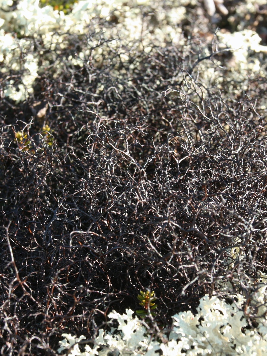 Изображение особи Gowardia arctica.