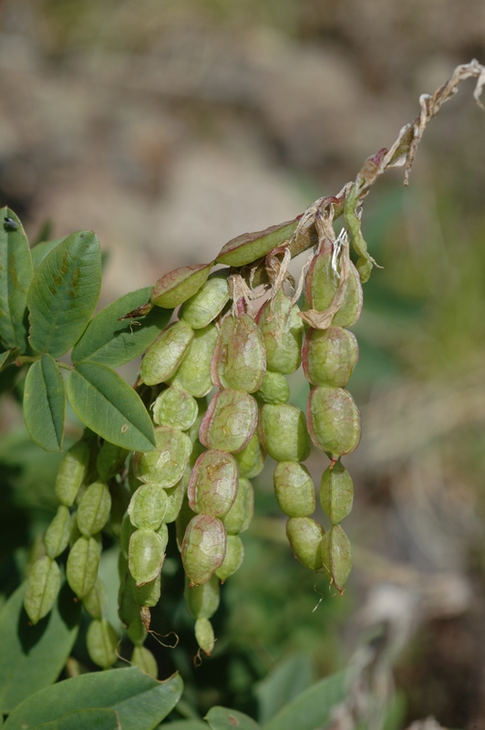 Изображение особи Hedysarum austrosibiricum.