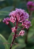 Eupatorium purpureum