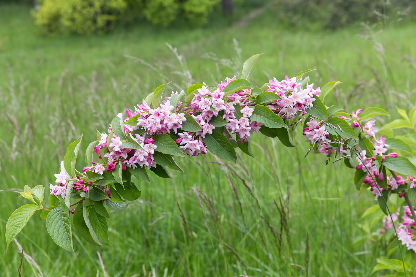 Image of Weigela florida specimen.