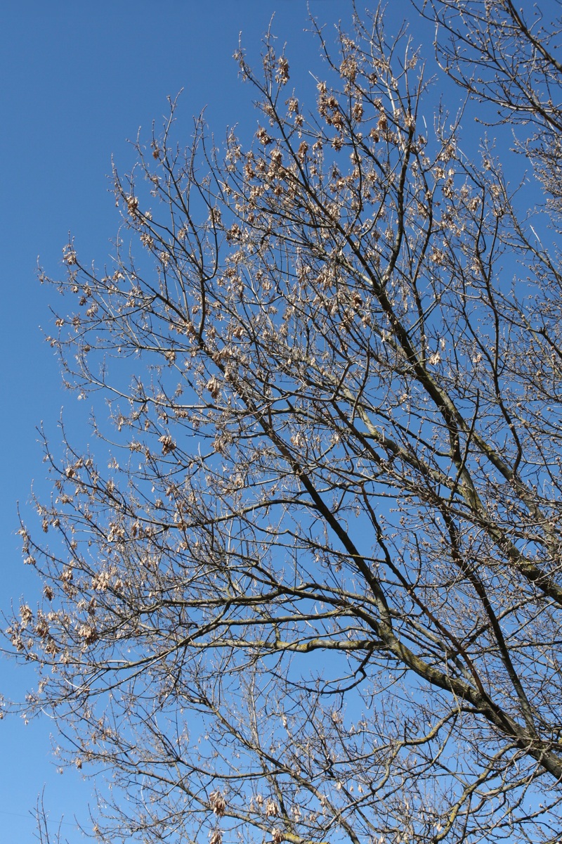 Image of Acer negundo specimen.