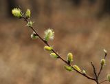 Salix bebbiana. Ветвь с мужскими соцветиями. Приморский край, Уссурийский ГО, окр. с. Утёсное, на сыром лугу у опушки дубового леса. 28.04.2022.