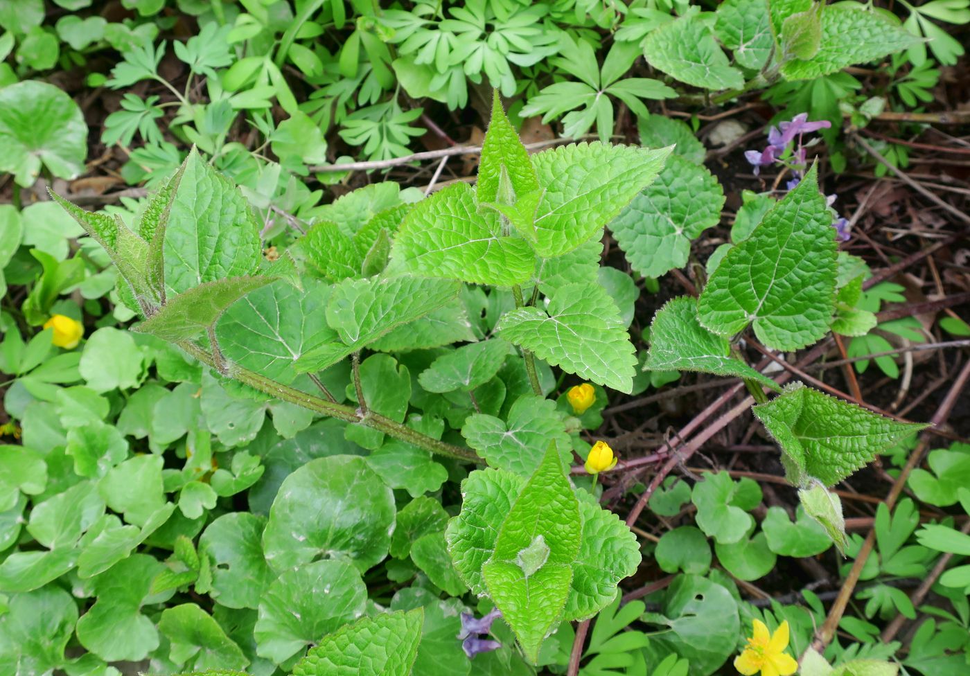 Image of Meehania urticifolia specimen.