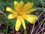 Adonis vernalis