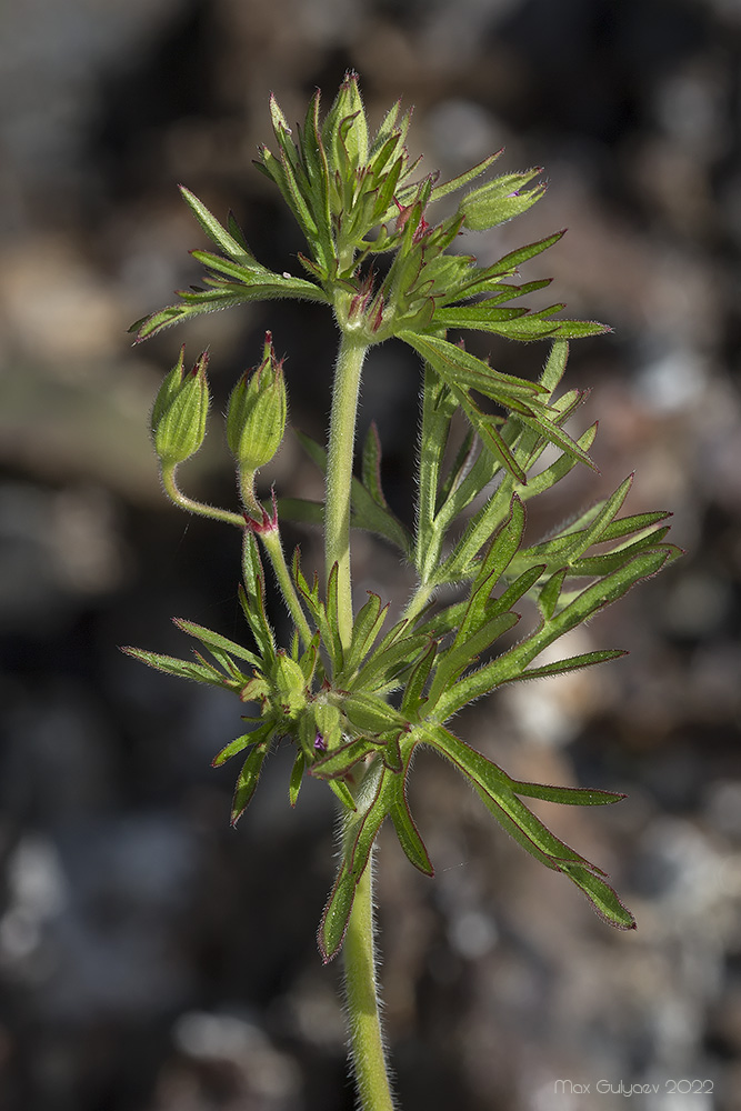 Изображение особи Geranium dissectum.