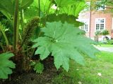 Gunnera manicata. Прикорневая часть растения, соцветие и лист. ФРГ, земля Северный Рейн-Вестфалия, г. Мюнстер, ботанический сад Вестфальского университета. Июль.