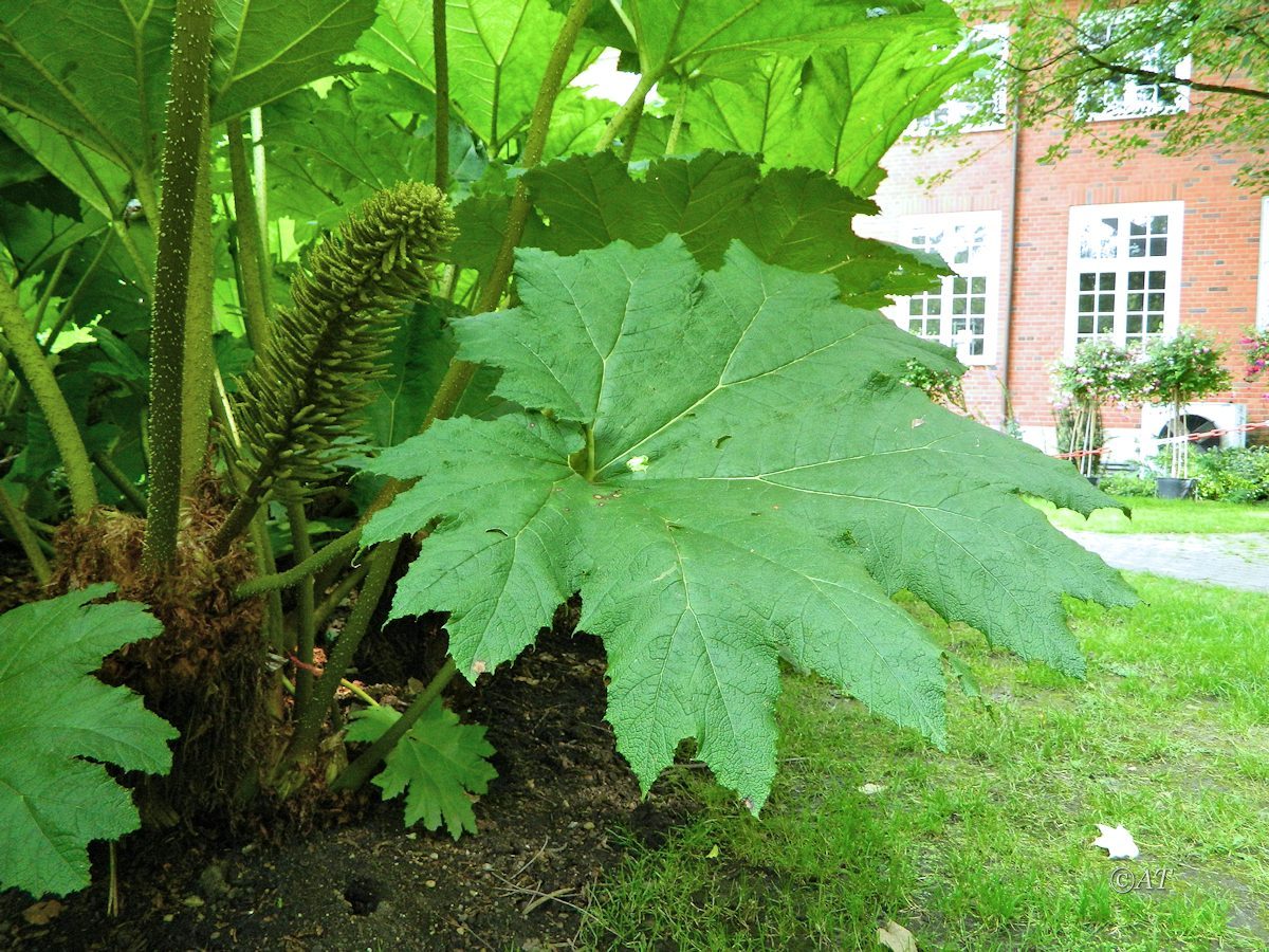 Изображение особи Gunnera manicata.