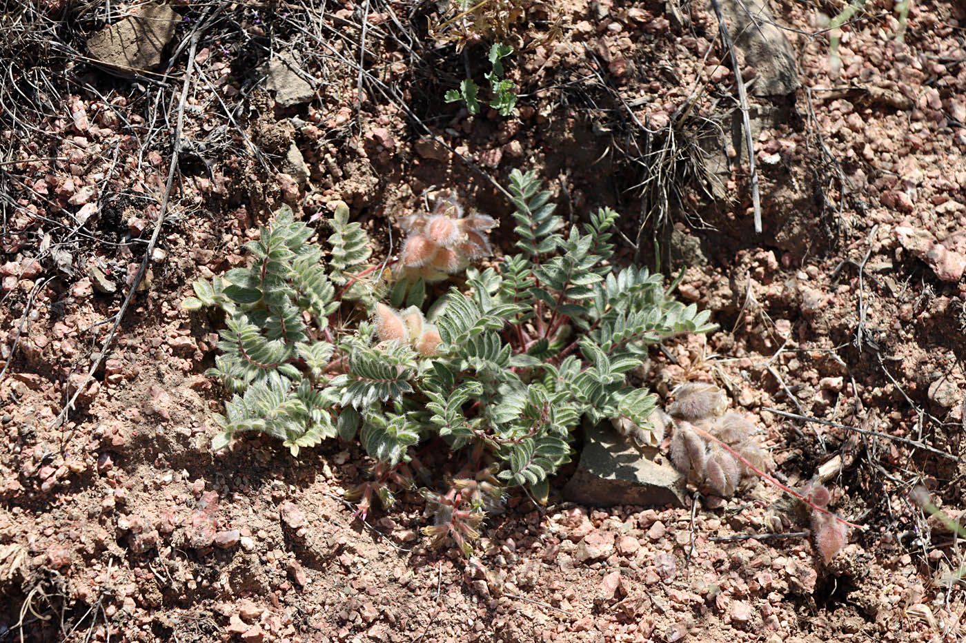 Изображение особи Oxytropis pseudoleptophysa.