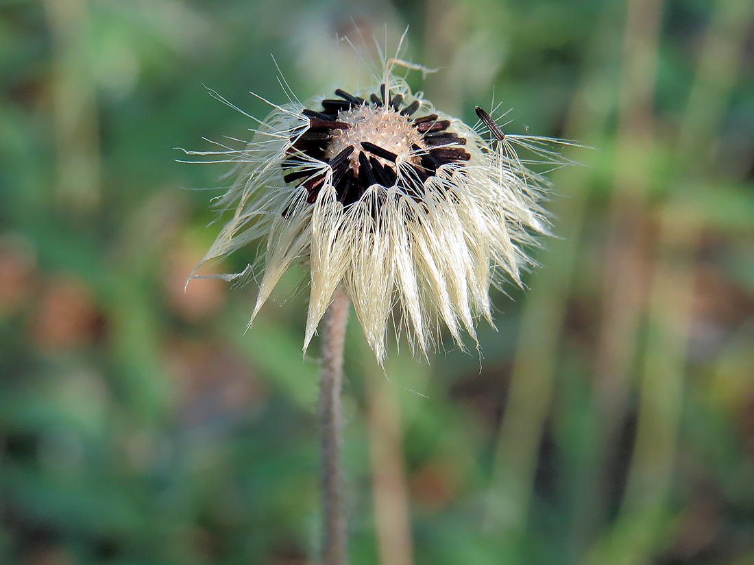 Изображение особи Pilosella officinarum.