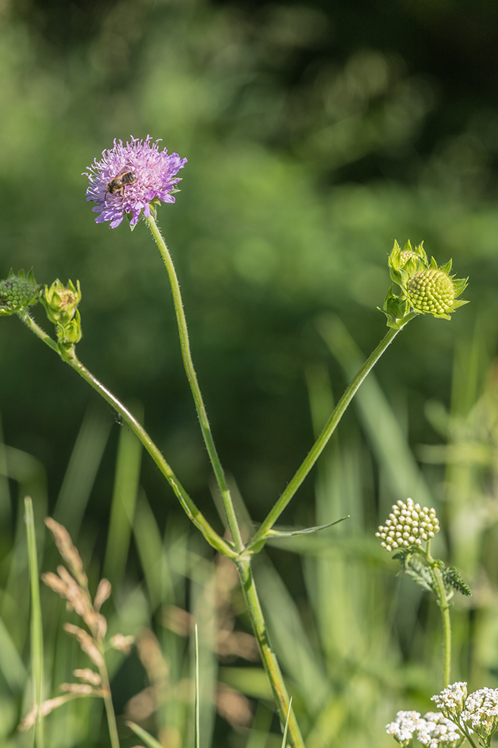 Изображение особи Knautia arvensis.