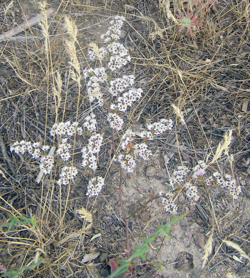 Image of Goniolimon dschungaricum specimen.