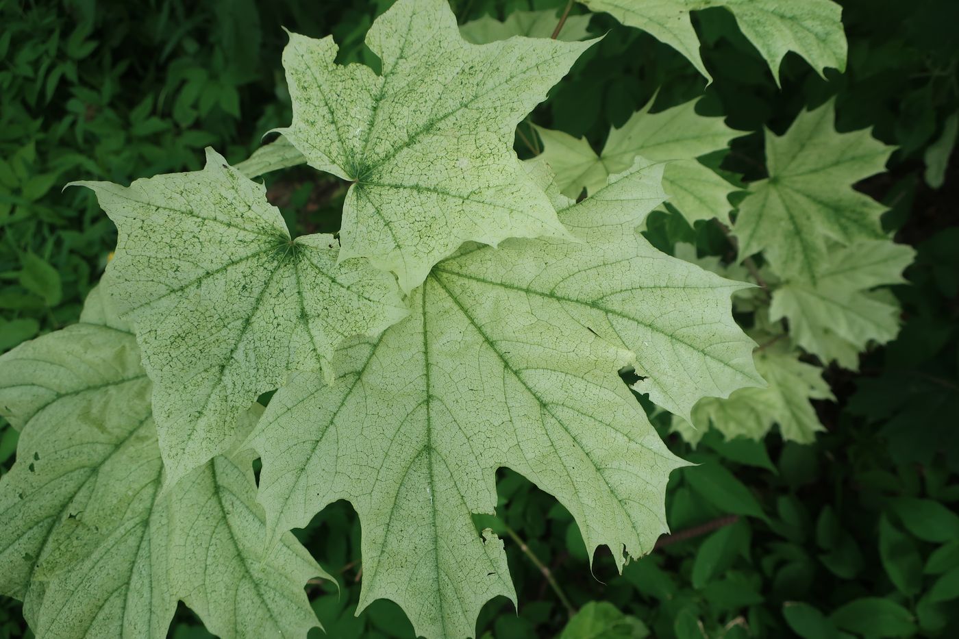 Image of Acer platanoides specimen.