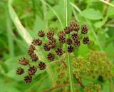 Spiraea japonica. Плоды. Московская обл., ГО Подольск, мкр-н Климовск, парк на территории больницы. 23.08.2022.