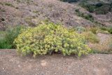 Euphorbia balsamifera. Плодоносящее растение. Испания, автономное сообщество Канарские о-ва, о-в Фуэртевентура, провинция Las Palmas, муниципалитет Pajara, пос. La Lajita, \"Оазис-Парк\", ботанический сад. 31.05.2019.