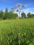 Angelica sylvestris