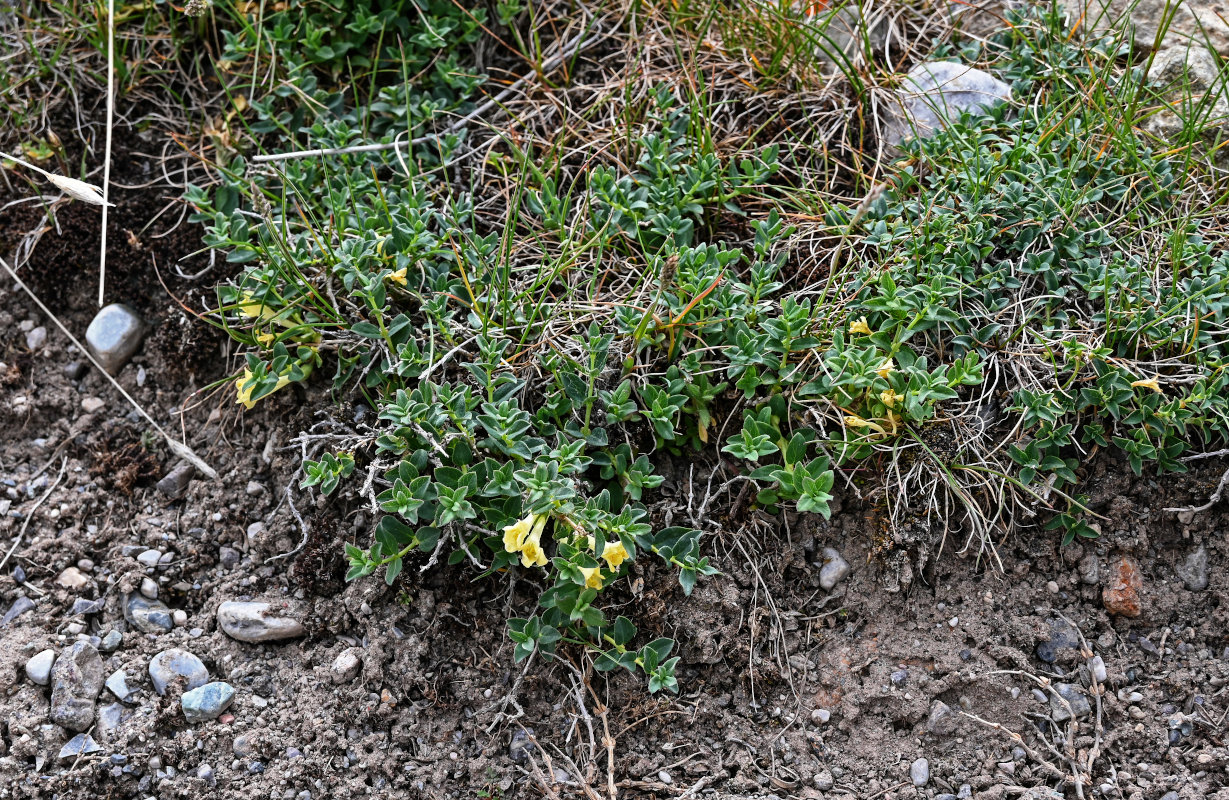 Изображение особи Lonicera semenovii.