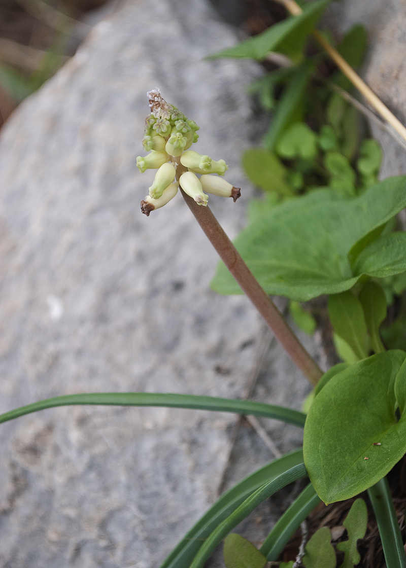 Изображение особи Muscari muscarimi.