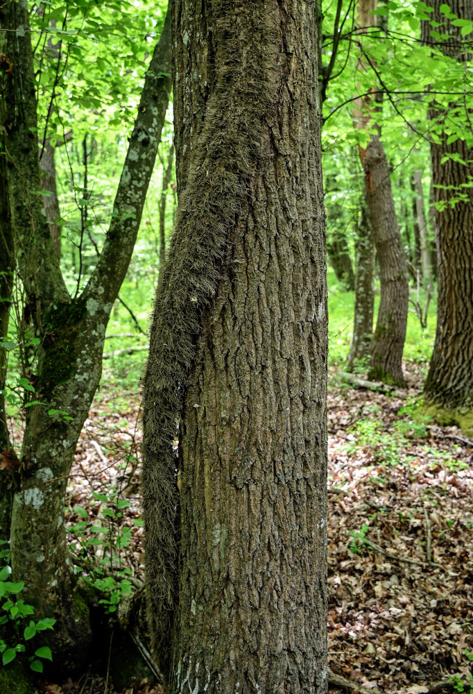 Изображение особи Hedera pastuchovii.