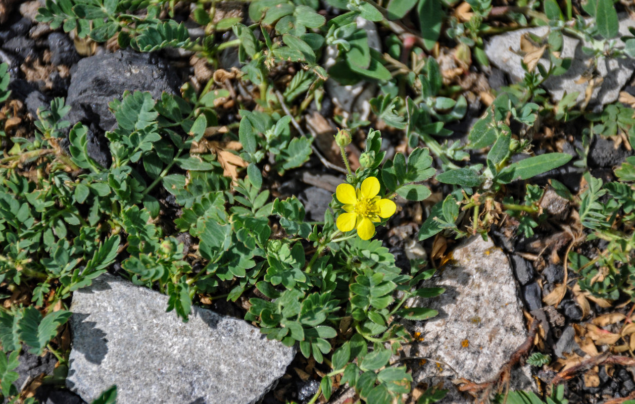 Изображение особи Potentilla bifurca.