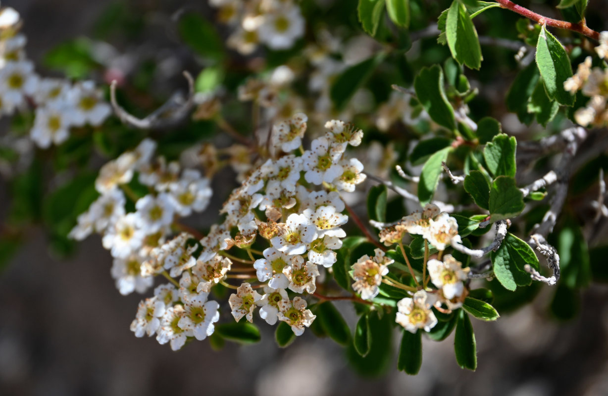 Image of Spiraea pilosa specimen.