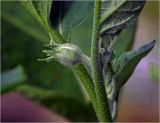 Solanum melongena