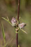 Silene wolgensis