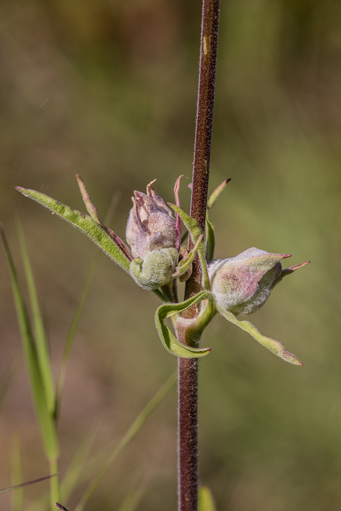 Image of Silene wolgensis specimen.