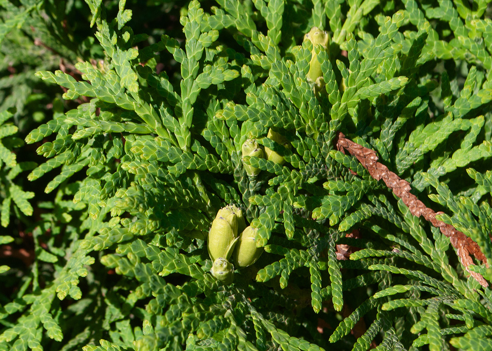 Изображение особи Thuja plicata.