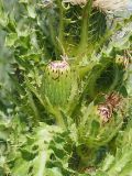 Cirsium roseolum