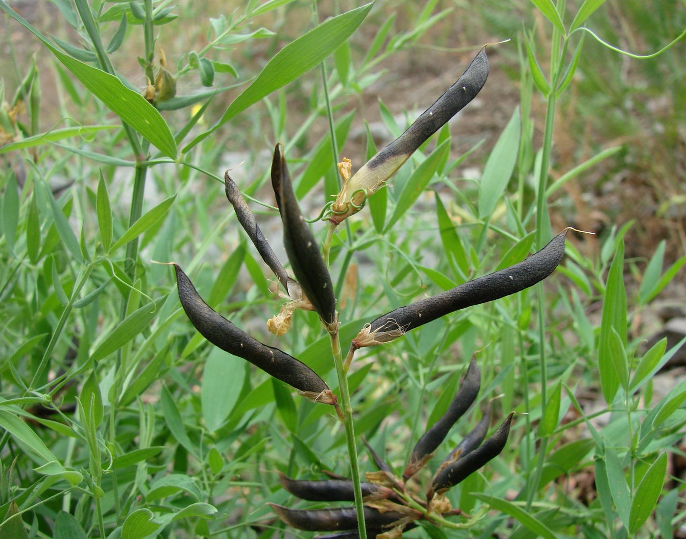 Изображение особи Lathyrus pratensis.