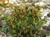 Pedicularis ochotensis. Верхушка плодоносящего растения. Магаданская обл., окр. Магадана, п-ов Старицкого, горная тундра. 08.07.2018.