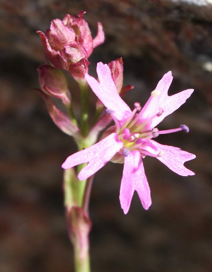 Image of Viscaria alpina specimen.