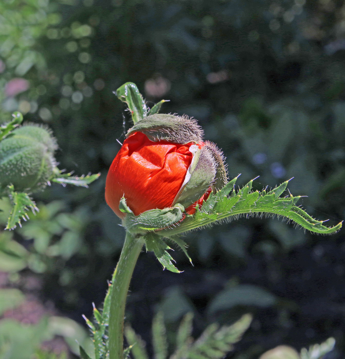 Изображение особи Papaver setiferum.