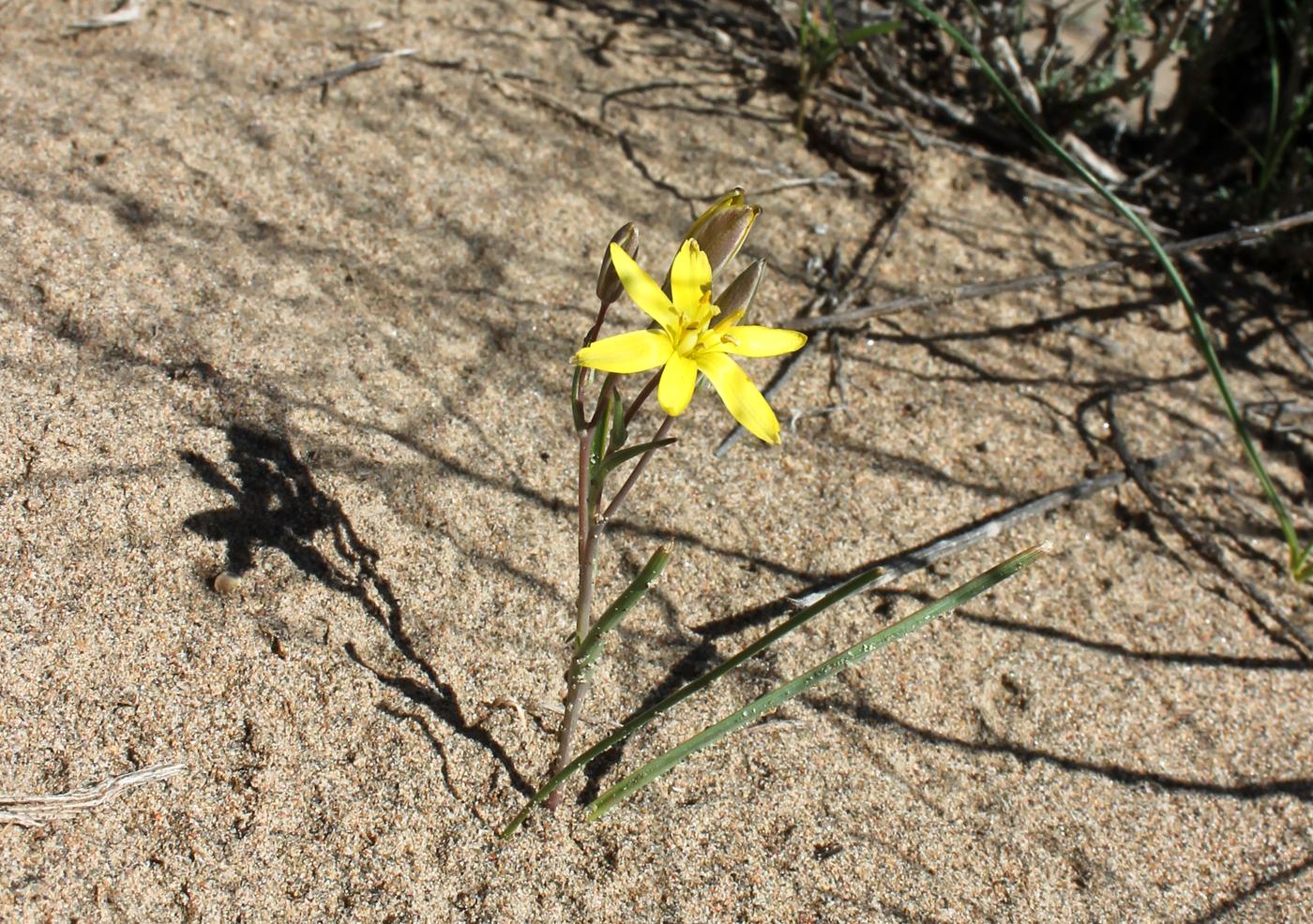 Image of genus Gagea specimen.